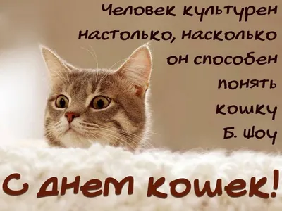 День котов и кошек: 17 февраля, 1 марта, 8 августа - открытки с  поздравлениями | Открытки, Картинки, Кошачьи фотографии