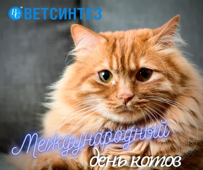 День кошек 1 марта