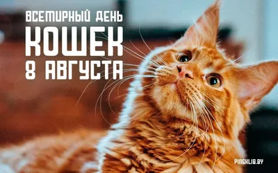 Всемирный день кошек!