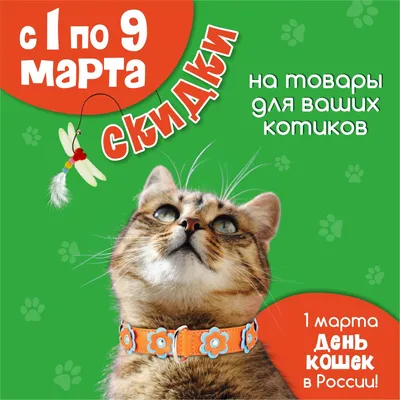 17 февраля День кота. Спешите делать добро или сколько в своей жизни кошки  проводят во сне | Какой сегодня праздник? | Дзен