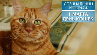 День кошек 2020: веселые картинки, поздравления, стихи - «ФАКТИ»