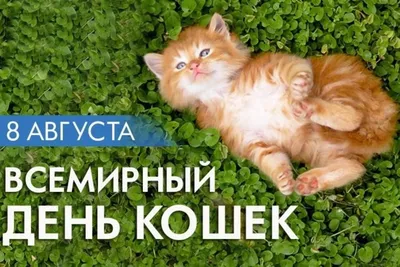 С днем кошек - прикольные картинки, открытки с котиками и стихи - Апостроф