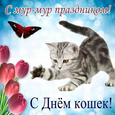 Теперь мы празднуем День кота 4 раза в год вместе с Польшей, Японией, США и  всем миром | 4 святых кота, паук и я | Дзен