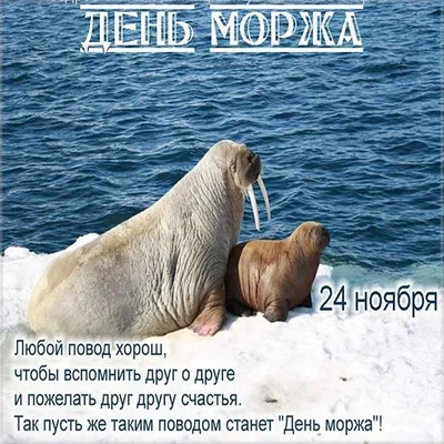 Сегодня, 24 ноября, День моржа. Замечательный праздник! / Натали Натали