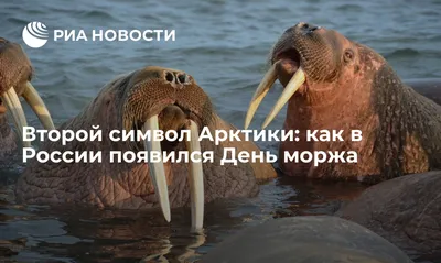 24 ноября – День моржа. Что мы знаем про клыкастых гигантов Арктики?