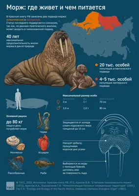 День моржа, horror,иллюстрация,…» — создано в Шедевруме