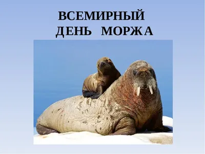 Два плюс два: День моржа