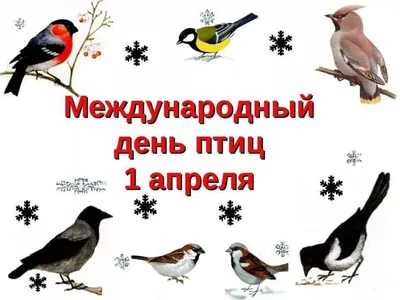 1 апреля – Международный день птиц — Заповедник Черные земли — Официальный  сайт