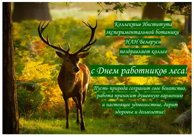 День работников леса |  | Новости Соль-Илецка - БезФормата