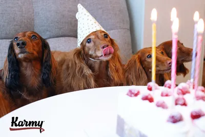 Дорогая собака, поздравляю с днем рождения!» — создано в Шедевруме
