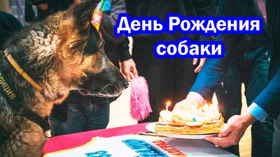 Поздравить собаку с днем рождения - 66 фото