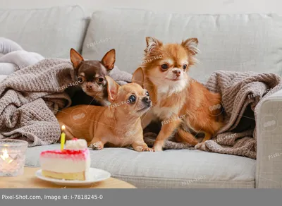 Бандана на день рождения собаки с милой праздничной шапкой для собачки  купить по выгодной цене в интернет-магазине OZON (1318795008)