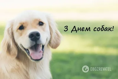 2 июля – Международный День собак | Новости (Огород.ru)