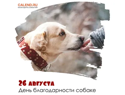 🥳🥳Сегодня международный праздник День собак, больших и маленьких,  домашних и пока еще нет. Не забудьте поздравить своих.. | ВКонтакте