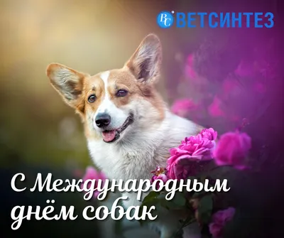 Международный день собак