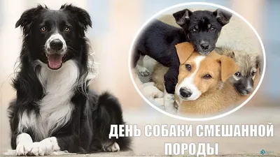 2 июля - Международный день собак! - ГБУ "Доринвест"