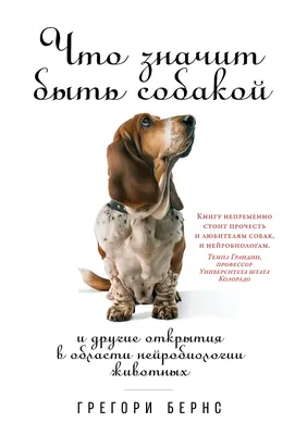 День собаки смешанной породы 31 июля: веселые открытки и поздравления |  Весь Искитим | Дзен