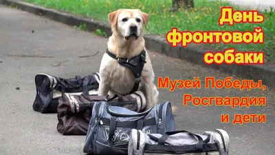 день собаки счастливый PNG , Международный, мультфильм, Милый PNG картинки  и пнг рисунок для бесплатной загрузки