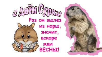 Сурки-бандиты растрясают зимние жиры - YouTube