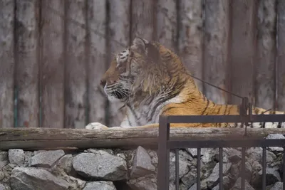 День Тигра на Дальнем Востоке — 2023: история праздника и как защищают  хищников | 360°