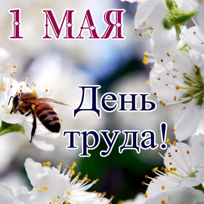 1 Мая Международный день труда плакат, поздравительная открытка или  квадратный баннер с рабочим лозунгом на русском 1 мая может День труда.  Шаблон дизайна плакатов Red May day. Векторное изображение ©zm1ter 466532766