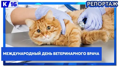 Международный день ветеринарного врача - Праздник