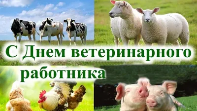 31 августа - День ветеринарного врача