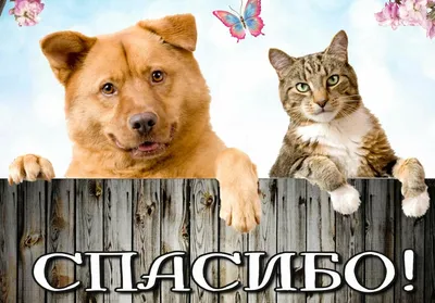 Международный день ветеринарного врача (World Veterinary Day) - Protech  Solutions Plus