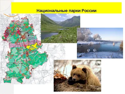 11 января в России отмечают день заповедников и национальных парков.