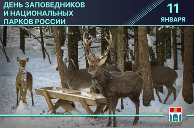 11 января в России отмечается День заповедников и национальных парков. -  YouTube