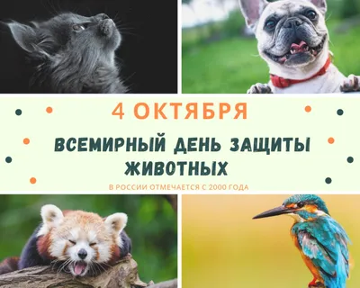 4 октября отмечается Всемирный день защиты животных