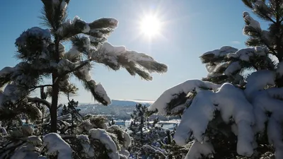 С Днём Зимнего солнцестояния! ~ Открытка (плейкаст)