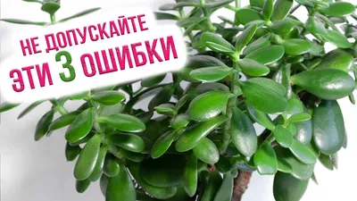 Денежное дерево - купить денежное дерево в Киеве, заказать толстянка дерево  в интернет магазине комнатных растений и цветов Флорен