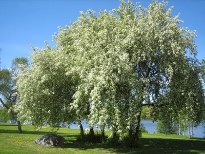 Черемуха обыкновенная, prunus padus