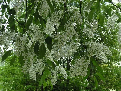 Черемуха виргинская (Prunus virginiana) - Питомник и Садовый центр Русские  Деревья