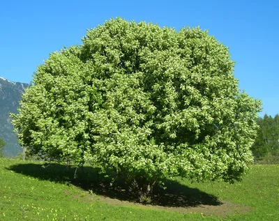 Черемуха дерево (кустарник) - купить в Москве куст черемухи, цена