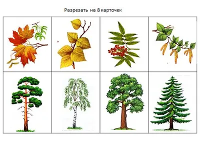 Картинка для детей деревья | Растения, Для детей, Дерево