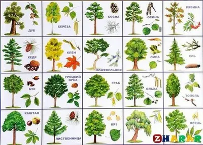 деревья картинки для детей с названиями: 5 тыс изображений найдено в  Яндекс.Картинках | Растения, Кустарники, Лиственные растения