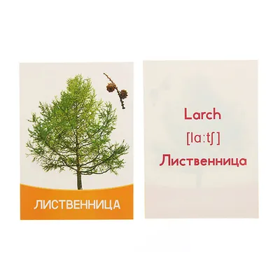 Карточки Домана "Деревья" - развивающие карточки для детей купить в Москве