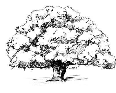 Дерево Черно Белое Рисунок (56 Фото)