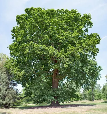 Дуб – дерево мужское -Растения -Д -Статьи