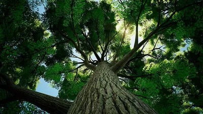 200-летний дуб из Тулы может стать лучшим деревом России - Новости Тулы и  области - 1tulatv