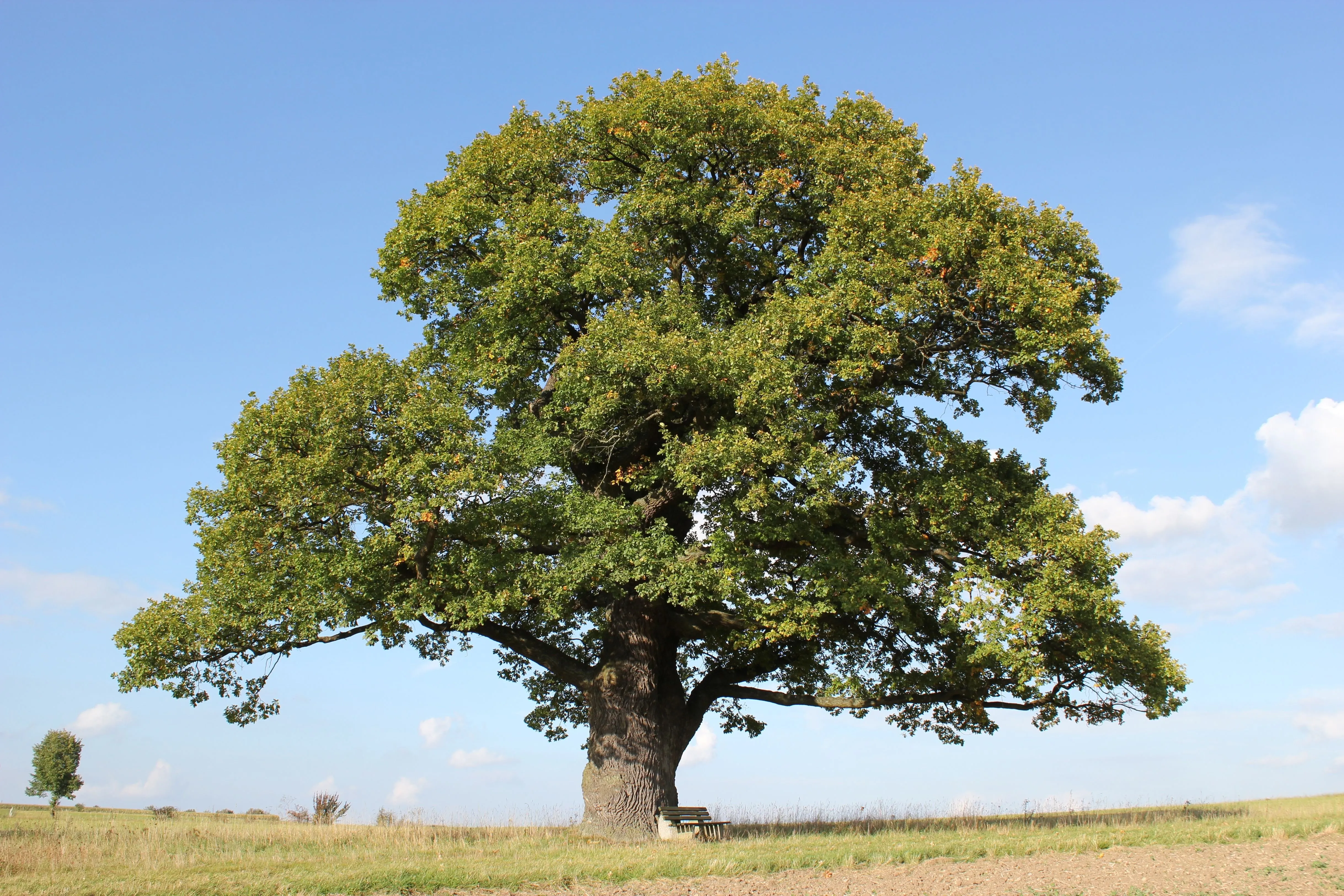 Дуб крона дерева. Дуб черешчатый (Quercus Robur). Дуб черешчатый крона. Дуб черешчатый раскидистая крона. Дуб черешчатый в СПБ.