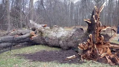 Самый старый дуб в мире (57 фото) - 57 фото