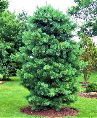 КЕДР ДАЛЬНЕВОСТОЧНЫЙ (PINUS KORAIENSIS) — НКО "NORD-NUC"