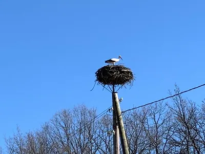 Каких птиц можно увидеть в парке Бангкока за одно утро? Делюсь своими  фотографиями | Кафедра зоологии | Дзен