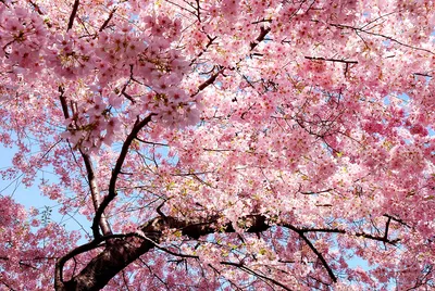 Картины Сакура "Цветущее дерево сакуры" - арт 0120017005 | Купить в  интернет-магазине Фото в дом - Фото в дом