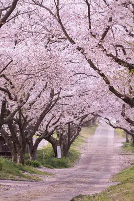 Фото Сакура дерево, более 91 000 качественных бесплатных стоковых фото