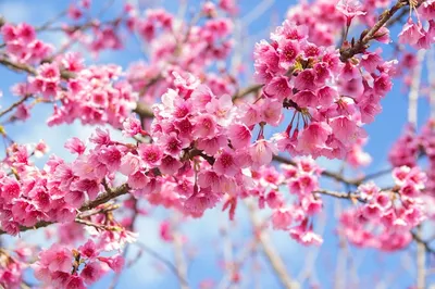 Японское дерево Сакура, интересные факты. | Полезные факты 😍 | Дзен