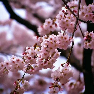 Цветущее Дерево сакура купить недорого в интернет-магазине!